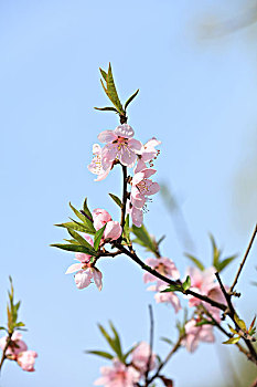 桃花,枝条