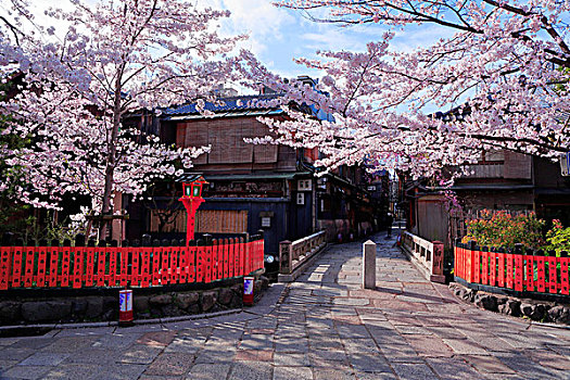 樱桃树,袛园,京都