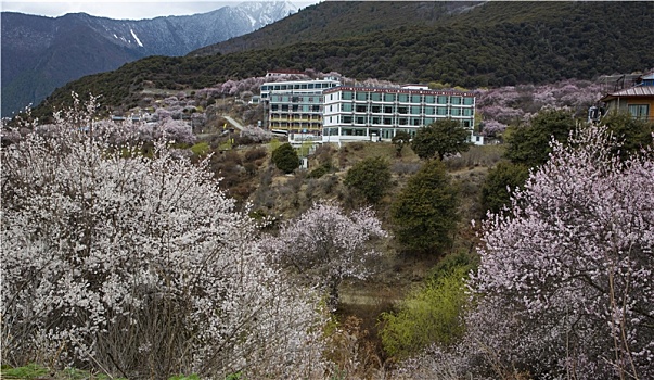 野桃花观赏圣地索松村