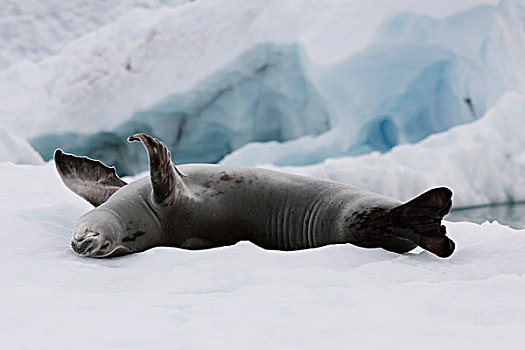 食蝦海豹,休息,冰,天堂湾,南极