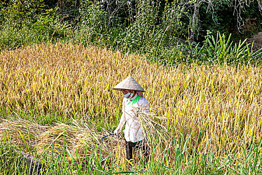 稻米,成熟,收获,刀,区域,越南,印度支那,东南亚,东方,亚洲