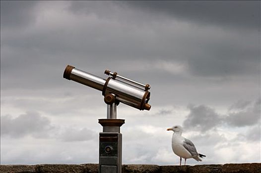法国,布列塔尼半岛,莫尔比昂省,海鸥,望远镜