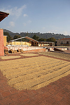 咖啡豆,弄干,内庭,庄园,安地瓜危地马拉,危地马拉