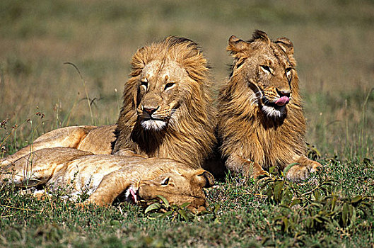 非洲狮,狮子,1个,女性,卧,草地,肯尼亚