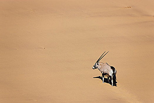 长角羚羊,羚羊,沙滩,沙丘,纳米布沙漠,纳米比亚