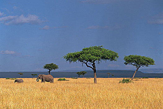 非洲象,热带草原,马赛马拉,肯尼亚
