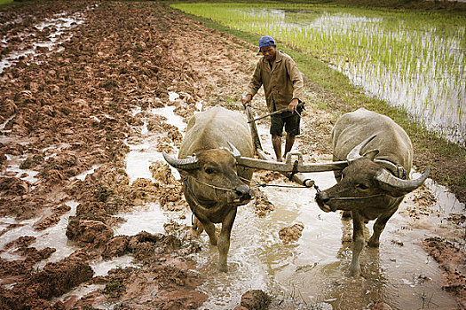 耕作,稻田,柬埔寨