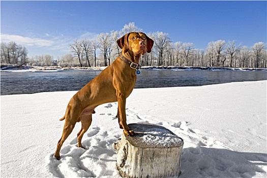 狗,冬天,风景