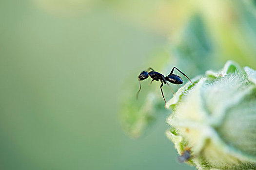 阿根廷,蚂蚁,站立,紧张,花蕾