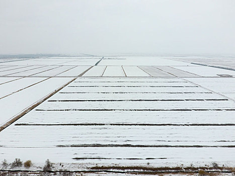 俯视,耕地,冬天,地点,小麦,雪地