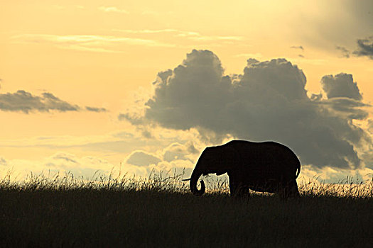 大象,夕阳