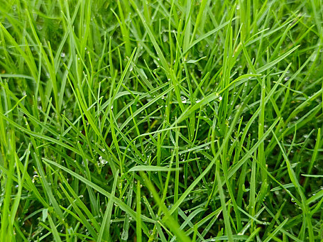 绿草,草坪
