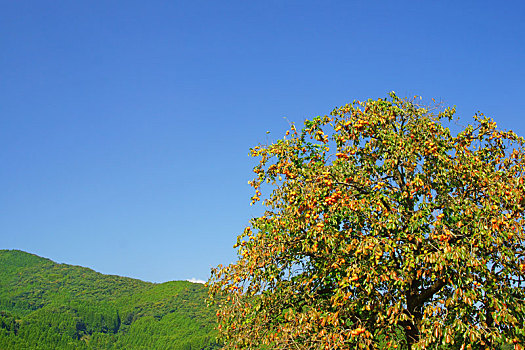 柿子,深度,山