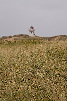 高草,灯塔,背景,爱德华王子岛,国家公园,北岸,加拿大