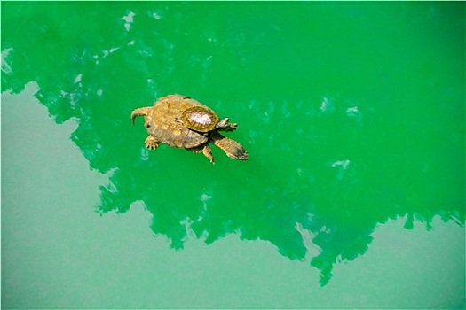 幼仔,海龟,乘,母亲,背影,绿海,水