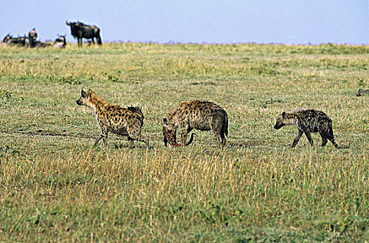 斑鬣狗,成年,畜体,马赛马拉,公园,肯尼亚