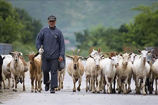 牧民,山羊,靠近,保加利亚