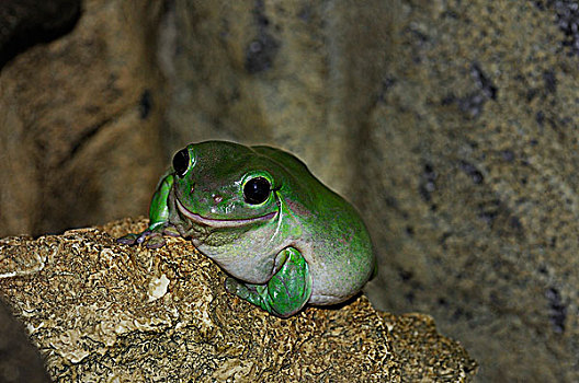 普通,绿树蛙,北领地州,澳大利亚