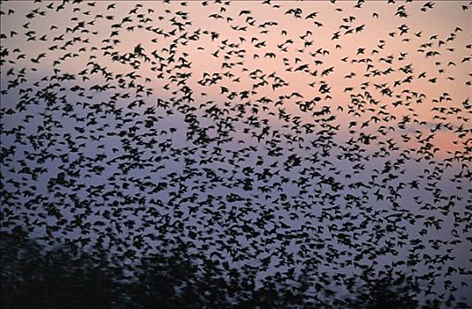 常见八哥,紫翅椋鸟,成群,飞,黄昏,欧洲