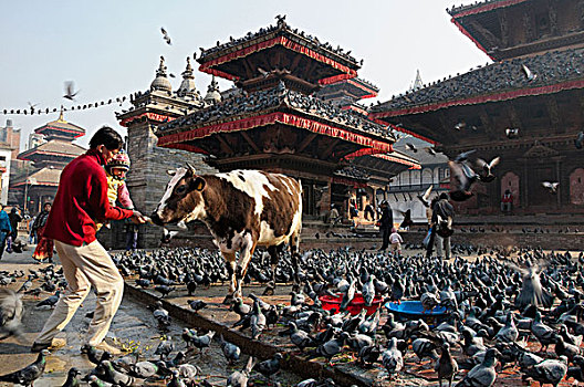 尼泊尔,加德满都,杜巴广场,鸽子