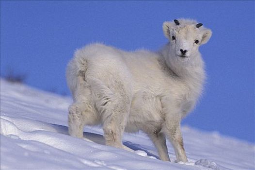 野大白羊,母羊,遮盖,石台,克卢恩国家公园