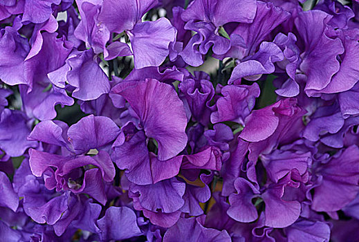 紫色,香豌豆,花