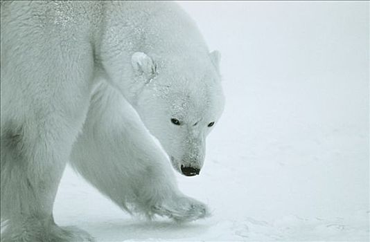 特写,北极熊,冰,丘吉尔市,加拿大