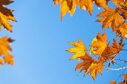 深秋,蓝天下金色的法国梧桐树叶格外醒目