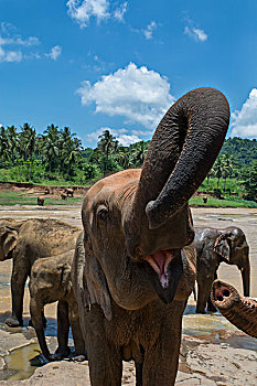 斯里兰卡,品纳维拉,大象孤儿院,大象,象属
