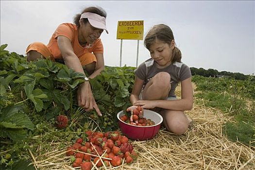 母女,挑选,草莓,黑森州,德国