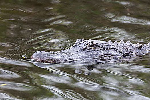 美国短吻鳄,大沼泽地国家公园,佛罗里达,美国