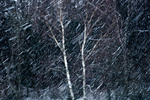 下雪,树林,瑞典