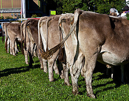 母牛,等待,售出,仪式,驾驶,牛,山地牧场,地区,区域,斯瓦比亚,巴伐利亚,德国,欧洲