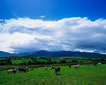 牛,山峦,沃特福德郡,爱尔兰