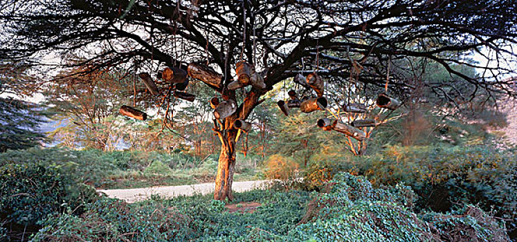 金合欢树,坦桑尼亚