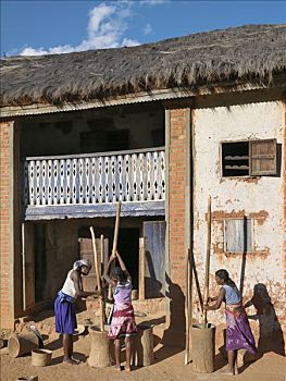 马尔加什人,女人,玉米,传统,木质,杵,户外,特色,房子,南方,高地,马达加斯加