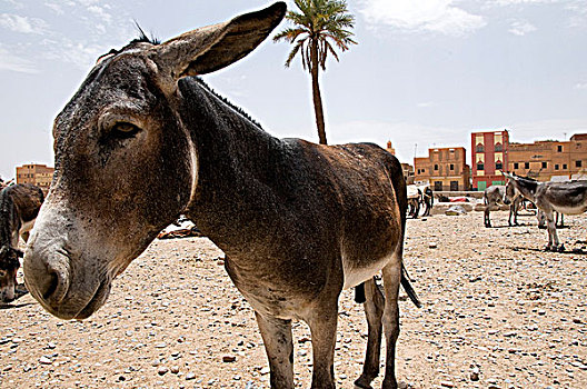 驴,香料市场,摩洛哥