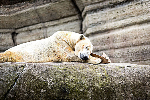 睡觉,北极熊,动物园