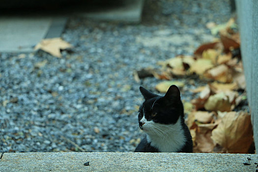 猫,黑猫