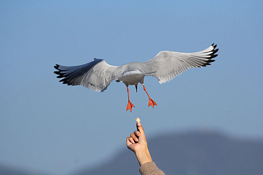 一只海鸥展翅飞向食物的背面视角图