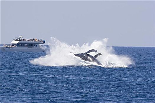 夏威夷,毛伊岛,驼背鲸,大翅鲸属,鲸鱼,大,溅,鲸跃