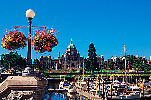 花,篮子,悬挂,内港,国会大厦,维多利亚,温哥华岛,不列颠哥伦比亚省,加拿大