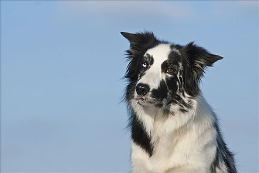 博德牧羊犬,肖像