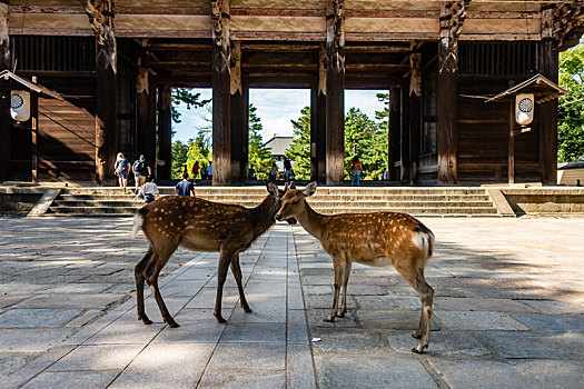 梅花鹿在东大寺南大门前出现