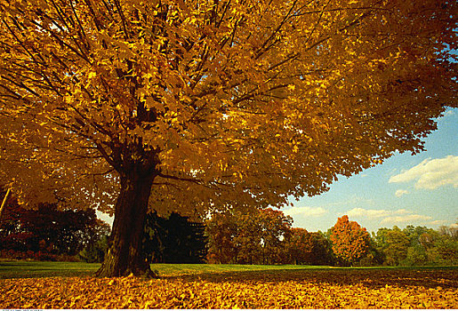 树,地点,大学,宾夕法尼亚,美国
