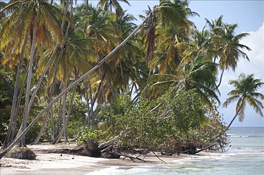 棕榈树,海滩,多巴哥岛,特立尼达和多巴哥