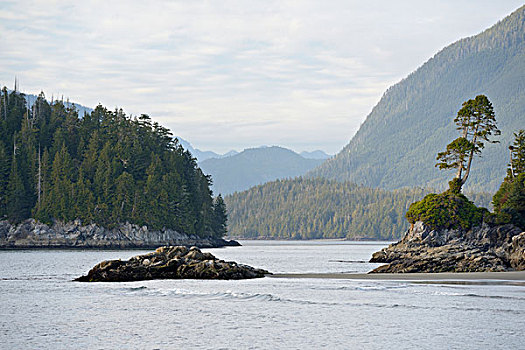 加拿大,不列颠哥伦比亚省,温哥华岛,树,石头,海滩,大幅,尺寸
