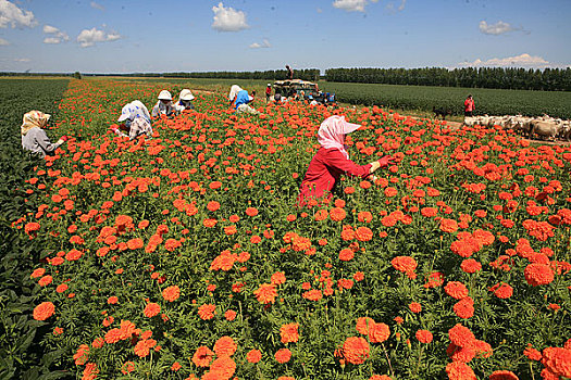 黑龙江鸡东地区种植的大面积万寿菊,农民在采摘万寿菊