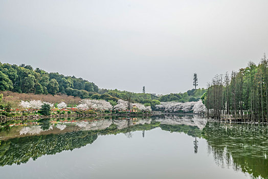 湖南省森林植物园樱花湖风光