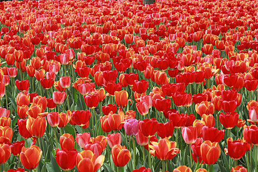 郁金香花海